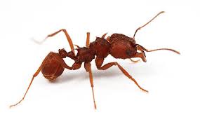 North American Ants Myrmecos