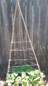 Check spelling or type a new query. My 1st Teepee Trellis Kentucky Wonder Pole Beans Super Easy To Build Teepee Trellis Pole Beans Spring Garden