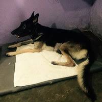 Maybe you would like to learn more about one of these? Pet Vet Clinic Veterinarian In Colombo 7