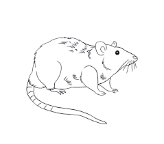 How To Draw A Rat | Step-By-Step Tutorial | Easy Drawing Guides