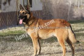Belcika Malinois Yavrular