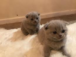 Scottish fold kittens for sale new mexico. Scottish Fold Cats For Sale El Paso Tx 296545