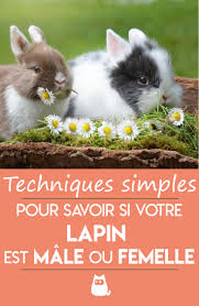Epingle Sur Lapin Et Lapin Nain