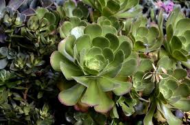 For one, cactus is a scientific term. Cactus Vs Succulent What S The Difference Agriculture Monthly