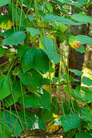 These capsules are a few centimeters wide and over 30 cm long and contain flattened seeds. How To Choose Plant And Grow A Catalpa Tree Hgtv