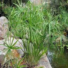 Image result for Cyperus pubens