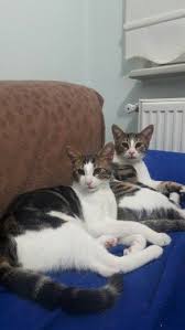 Pin By Omer Kandemir On Tirmik Cat Cats Animals