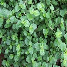 Image result for Boerhavia diffusa