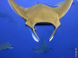 #sucesso #felicidade #formiga #motivacional # história motivacional. Mantamaria Dive Center Dive Center St Maria Azores