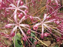 Image result for Ammocharis tinneana