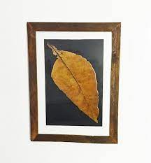 Tobacco Leaf Wall Art Framed Leaf Wall Art Tobacco Leaf Framed Wall Art