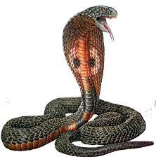 Motif Coba Fond Blanc Png 800 815 Cobras Desenhos Para Tatuagem Serpente
