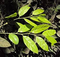 Image result for Diospyros consolatae