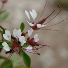 Image result for Cleome monophylla