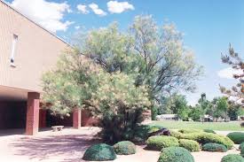 About your blue tamarix juniper shrubs Tamarisk Tamarix Ramosissima In Columbus Dublin Delaware Grove City Gahanna Bexley Ohio Oh At Oakland Nurseries Inc