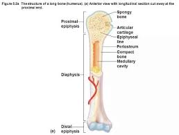 Maybe you would like to learn more about one of these? Fungsi Tulang Atas Pengertian Struktur Otot Cedera Gambar Lengkap