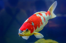 I draw this in my art class. Koi Aquaponics Systems Any Good Howtoaquaponic