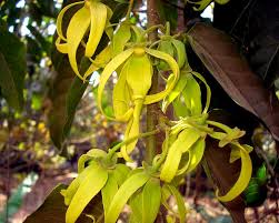 There are many beautiful flowering climbers to plant out in your garden, such as clematis. Cananga Odorata Wikipedia