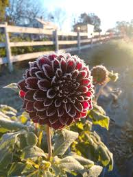 We supply a huge range of premium quality, high yielding dahlia flower bulbs. How To Dig And Store Your Dahlia Tubers Three Acre Farm