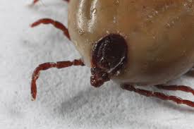 Mýty a fakty o kliešťoch: Čomu veriť a čomu nie?