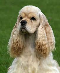 American Cocker Spaniel She Looks Like Our Sophie American Cocker Spaniel Spaniel Puppies Cocker Spaniel Dog