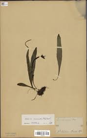 Image result for Belvisia