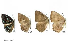 Share your videos with friends, family, and the world The Silver Blue Brilliantà¸œ à¹€à¸ª à¸­à¸›à¸£à¸°à¸à¸²à¸¢à¸Ÿ à¸²à¹€à¸‡ à¸™simiskina Proxima Thai Butterfly Trips