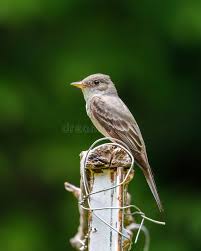 Image result for Contopus virens