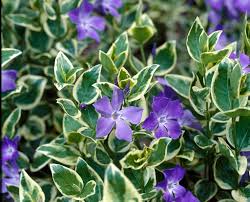 Image result for Vinca major