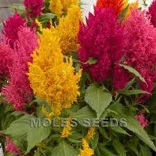 Celosia Century Mixed Celosia Argentea Plumosa