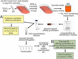 Proteomics Of Hcv Virions Reveals An Essential Role For The
