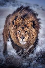 Majestic Lion He Does Look Like The King Of The Jungle Leones Animales Animales Extraordinarios Y Animales Majestuosos
