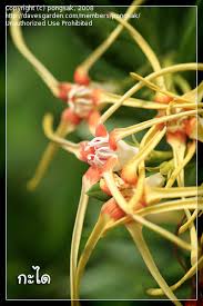 Image result for Strophanthus speciosus