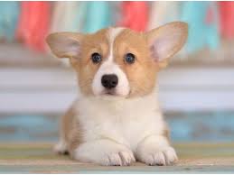 Usda licensed commercial breeders account for less than 20% of all breeders in the country. Pembroke Welsh Corgi Pups Pets Los Angeles Ca Recycler Com