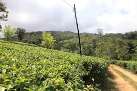 In sri lanka, the tea industry—fundamental to the economy and employing millions—came to a sudden halt … sri lanka to sign mou with china to market pure ceylon tea both online and offline the cabinet approved the proposal submitted by the minister of plantation for entering into a. Ceylon Tea Plantations In Sri Lanka Time Out Sri Lanka