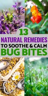Most mosquito bites are harmless, but some can cause complications. 13 Natural Remedies For Bug Bites To Stop The Itch
