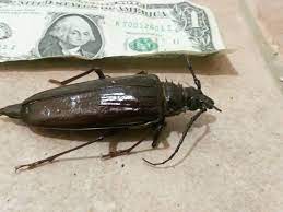 Mogoče zato, ker je lahko palo verde beetle za napačnega ščurka, novince in obikovalce območja phoenix včaih pretrašil, ko o prvič videli ta ogromen, leteči bug. This Texas Sized Beetle Is A Texas Parks And Wildlife Facebook