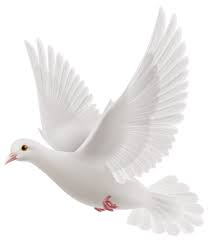 White Dove Png Clipart The Best Png Clipart Dove Images Dove Pictures Clip Art