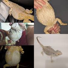 Bearded dragon stools should be relatively hard and brown in colour. Bort S Yellow Fungus Treatment Progress Pictures Album On Imgur