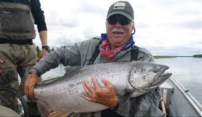 View photos & images of king salmon. Alaskan King Salmon Info