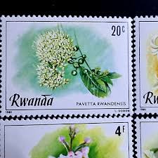 Image result for Pavetta rwandensis