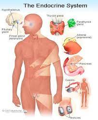 Endocrine System Endocrine System Endocrine Cardiovascular System