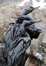 The Week In Wildlife In Pictures Oil Spill Wildlife Save Our Oceans