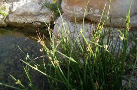 Image result for Cyperus laevigatus