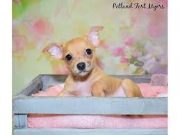 Maybe you would like to learn more about one of these? Chihuahua Dog Male Red Merle 2730406 Petland Fort Myers Florida