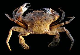 Image result for Crabbea velutina