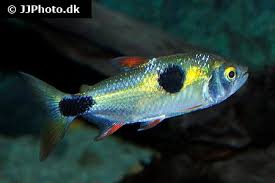 Image result for Exotheca