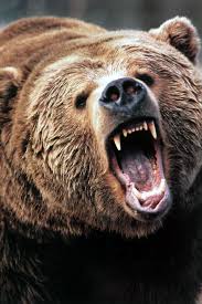 Bear Angry Face Google Search Grizzly Bear Tattoos Grizzly Bear Photography Bear Tattoos