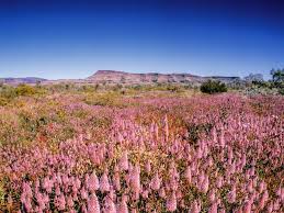 We did not find results for: Advice For Seeing Western Australia S Wildflowers Group Tours Self Drive Scenic Flights Festivals Kings Park Bike Tours National Parks Escape Com Au