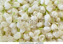 Save 20% with code unsplash20. Image Of Fresh Jasmine Flower Background Canstock